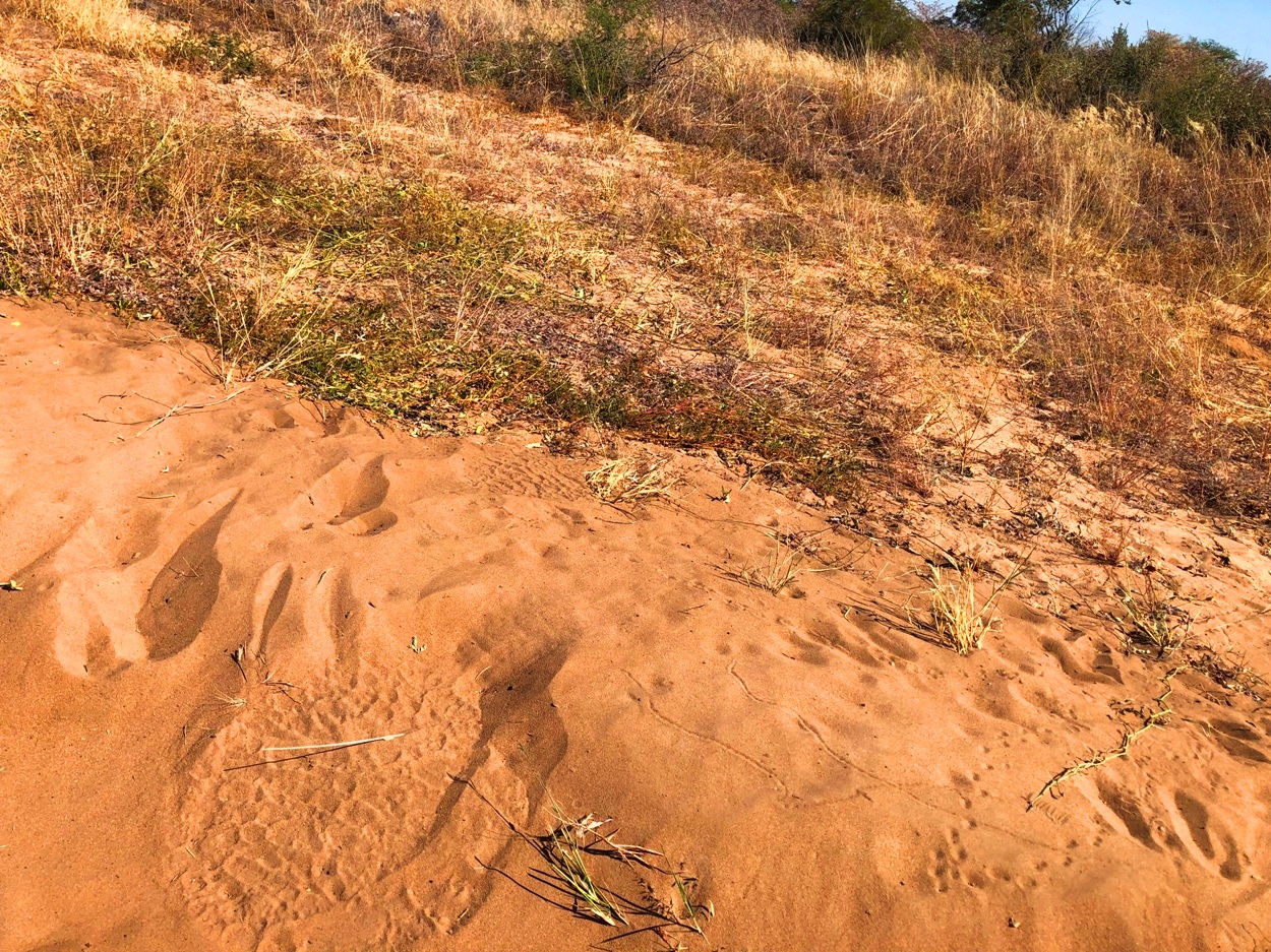 象が道路を横切ったことがわかる足跡。大きな足跡なのですぐわかる