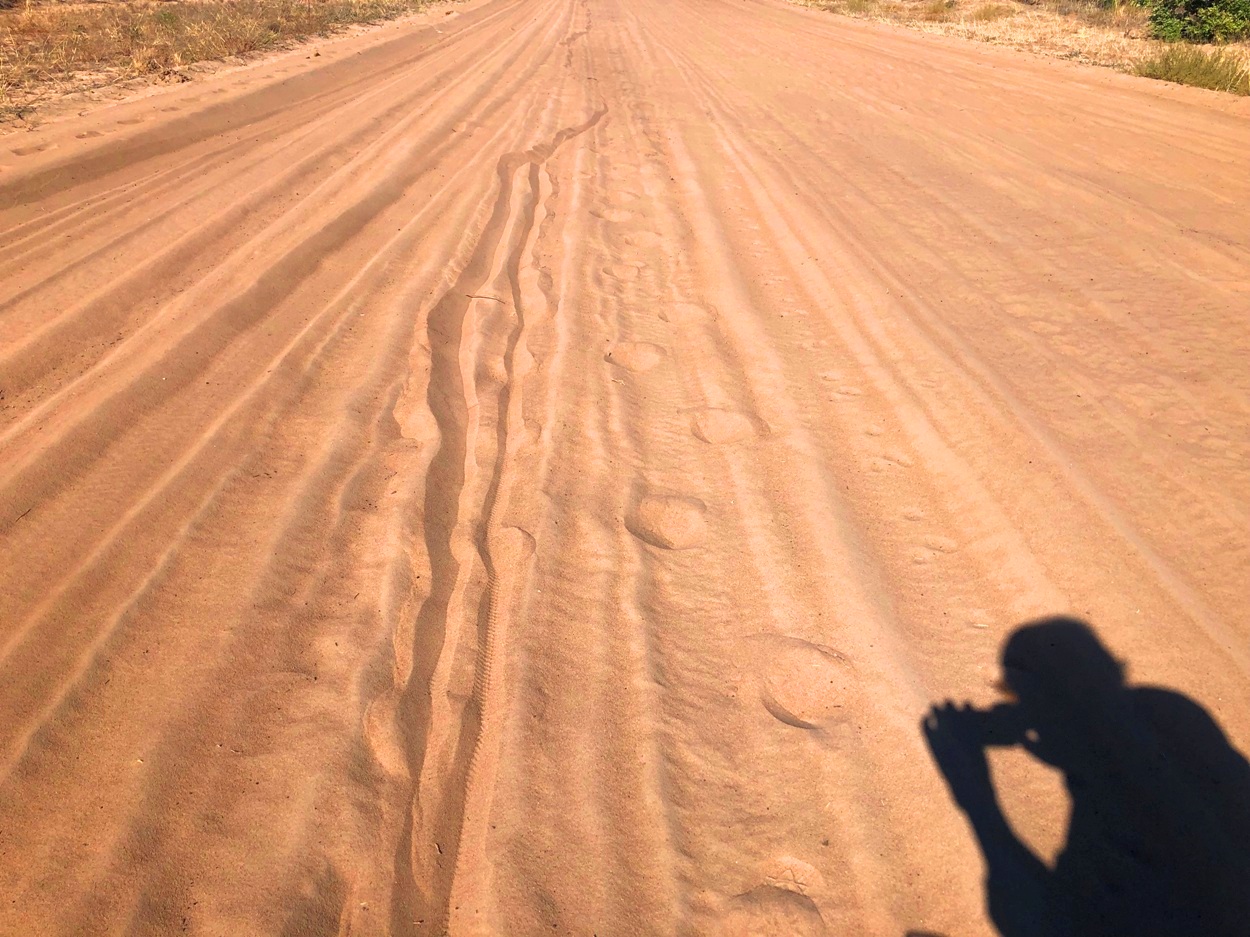 このような砂丘を行くような箇所も。いろんな動物の足跡がつく。象の足跡もあるが、これは道路に沿って歩いて行ったような足跡だ。サバンナでは砂地が多いので、足跡がよくわかる。私もサン族の人たちと同じような足跡をさぐる能力を身につけ始めたか