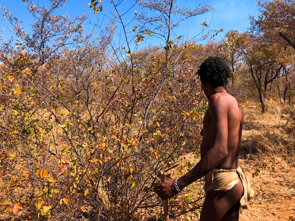 ダム君がブッシュの中を案内する。食べられる木の実はどれか、根っこで食べられるものは。毒は。残念ながら今は乾季なので、食べられる木の実などは多くない。試しに少しかじってみたが、水気がなく食には適さないようだ