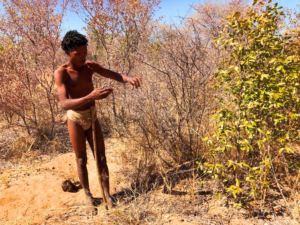 女性は植物採集にたずさわり、男性は1日もしくは2日がかりで狩りにでかける。ナミビアではこの地域だけ(ニャエニャエ保全区)で、サン族による弓矢による伝統的狩猟が今でも認められている。サン族は、大きな弓で1発で仕留めるのでなく、毒を塗った小さな弓矢を使う独自の方法をあみ出した。獲物に矢を当てた後、長時間あとを追う。虫や植物から毒を採る方法をダム君が紹介する