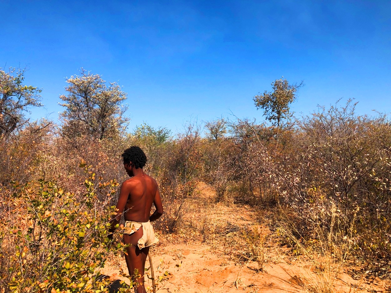 30分に縮めてもらった短縮版だ。本来ならその他、乾季の水の探し方、火の起こし方、足跡などから動物を探す方法、時には実際の狩猟をいっしょに体験したりするという。ブッシュ生活の専門家、その誇りをもってブッシュマンと自称することもあるが、今はサンだという。サンの中でもこの辺はジュホアンシ(Ju/Hoansi)という部族が中心となる
