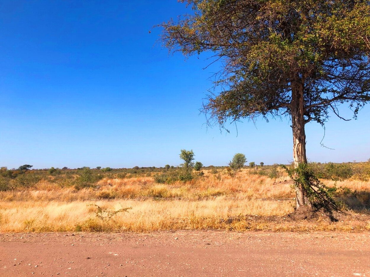 周囲に広大なサバンナが拡がる