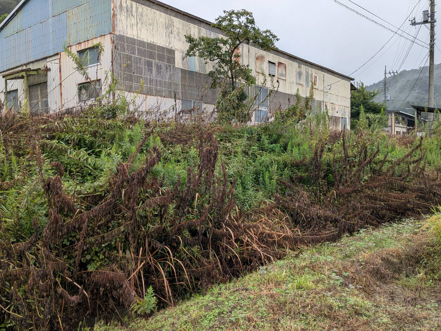 草刈りされておらず廃墟感すら漂う法面 © 早川幸子
