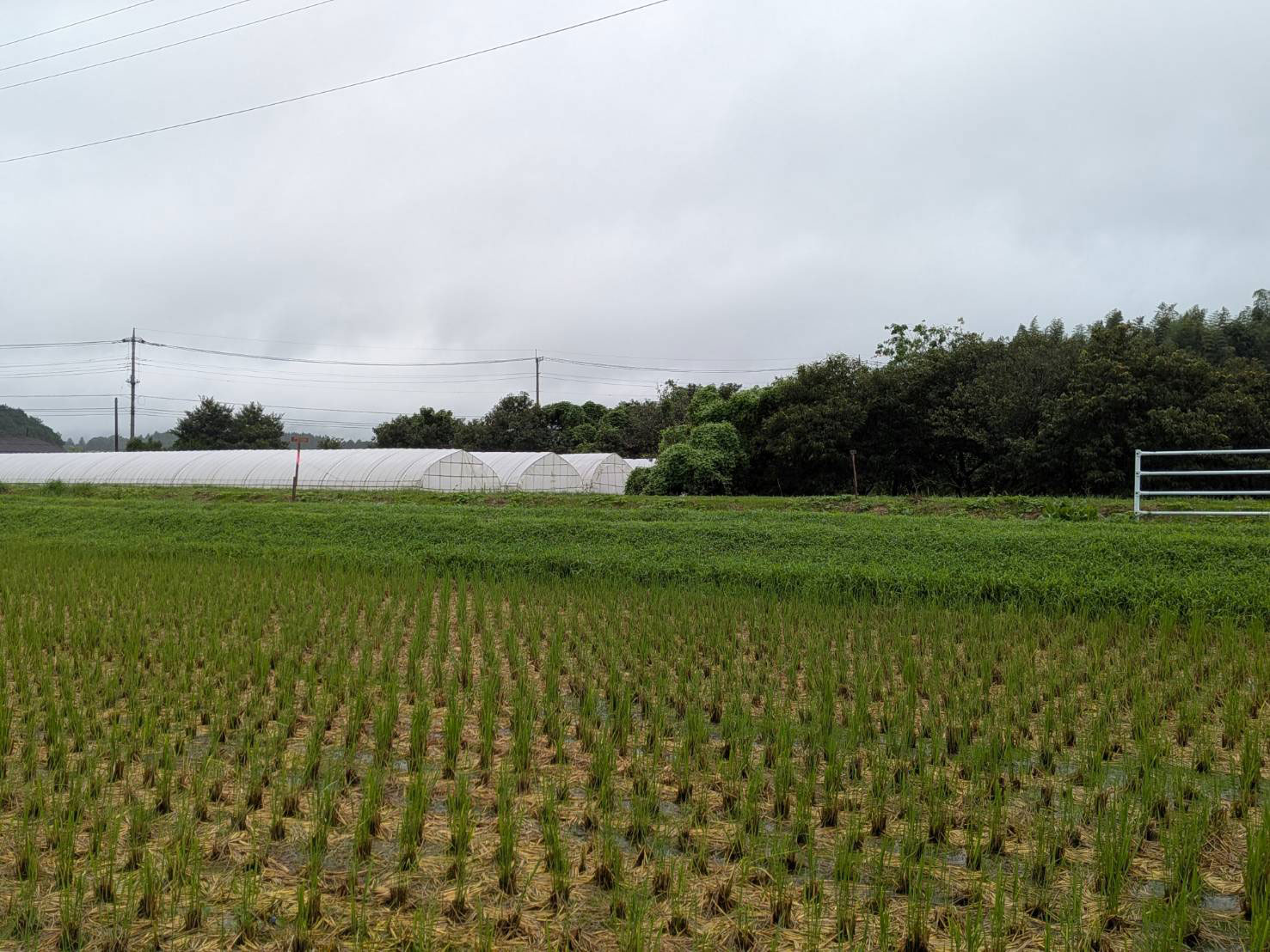 きれいに草刈りされている法面 © 早川幸子
