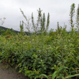 りんごの南限、みかんの北限（第5回）共有地の草刈りは誰がするべきなのか？